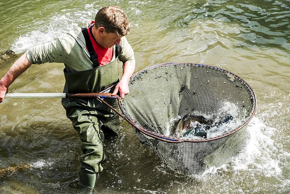 High angle view of man wearing waders standing in a river, holding large fish net with trout