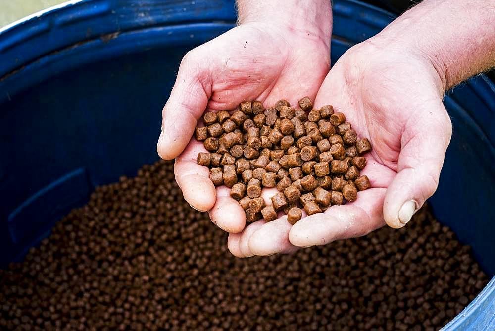 High angle close up of person holding heap of brown pellets, fish food at a fish farm raising trout