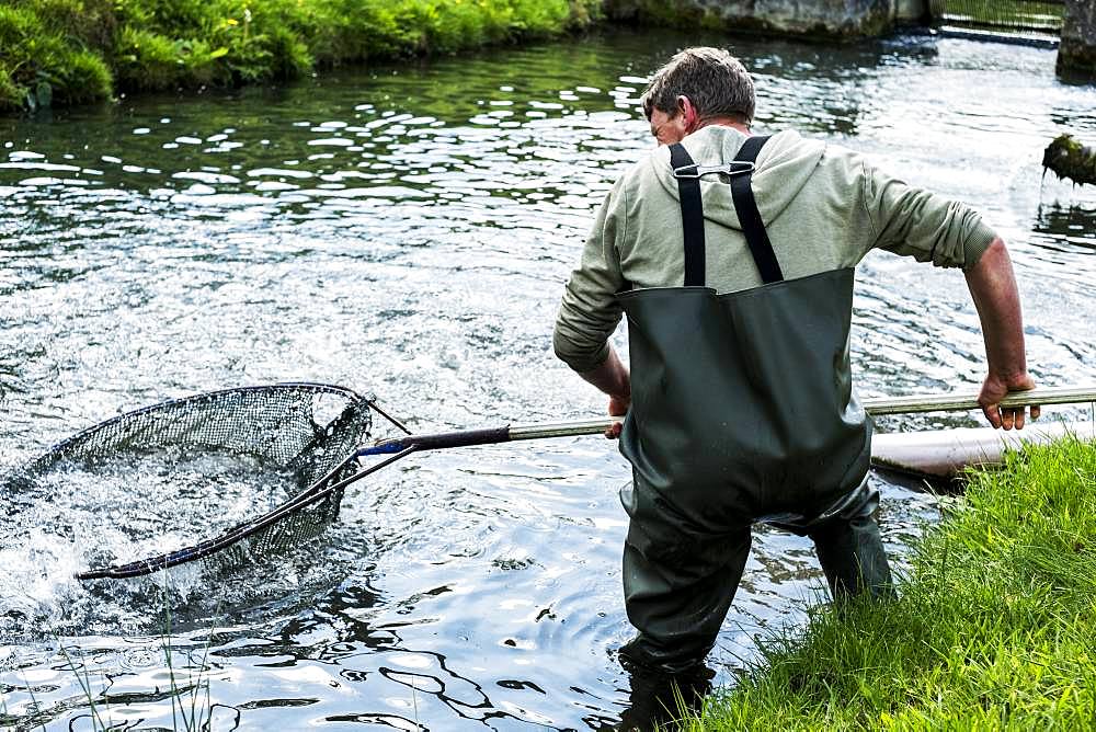 Man wearing waders standing in a river, holding large fish net with trout