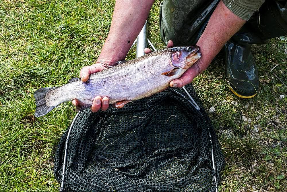 High angle close up of person holding freshly caught trout at a fish farm raising trout