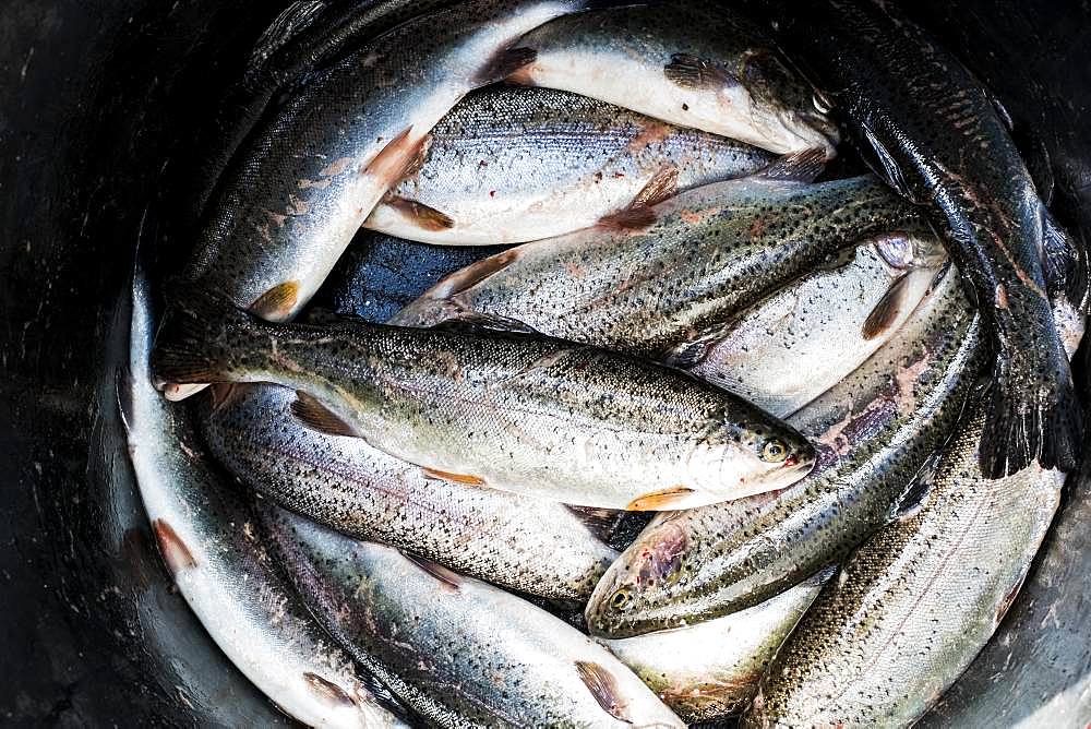 High angle close up of bucket with freshly caught trout at a Trout Farm