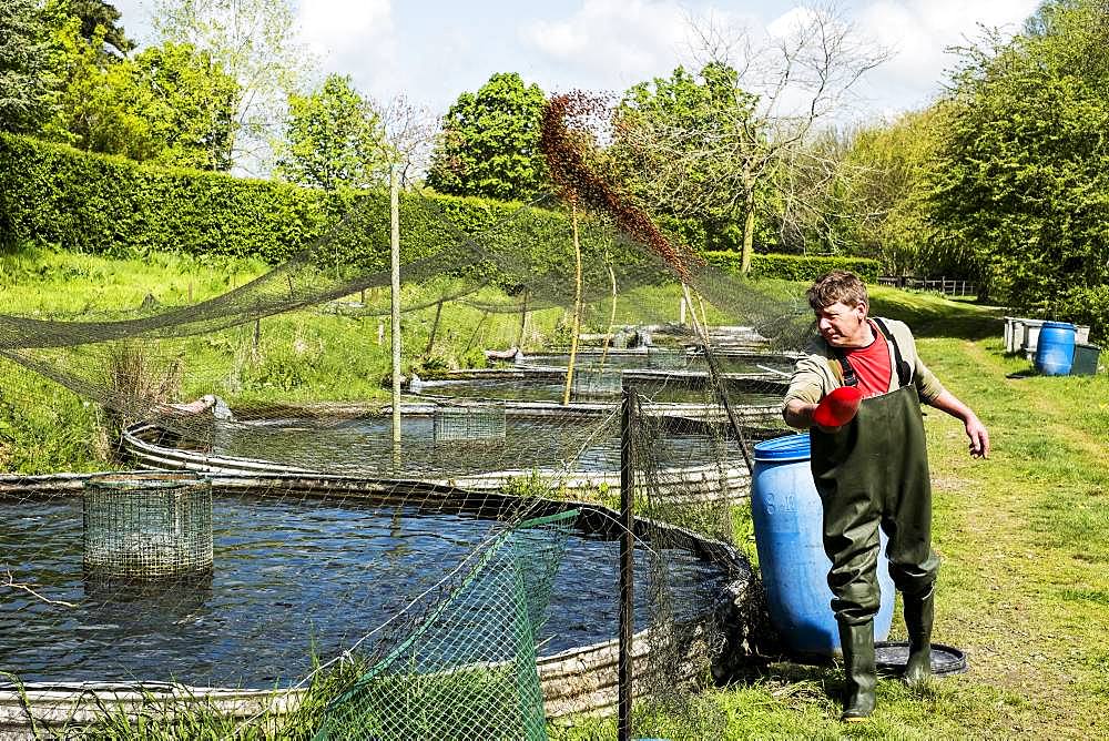 Man wearing waders standing next to water tank at a fish farm raising trout, feeding fish