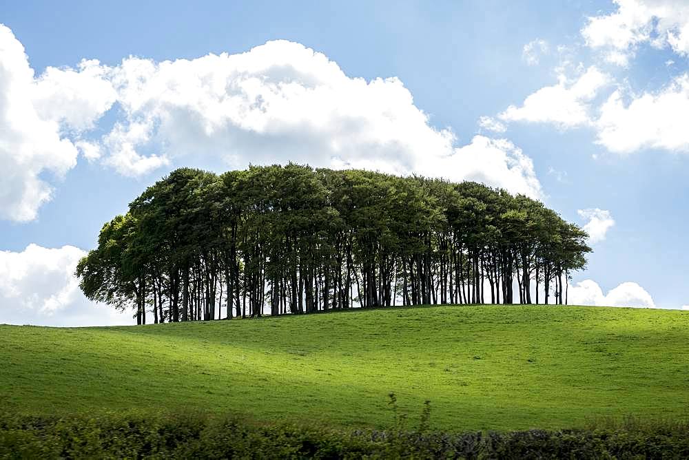 Landscape with Beech Tree copse on a hilly field under a cloudy sky