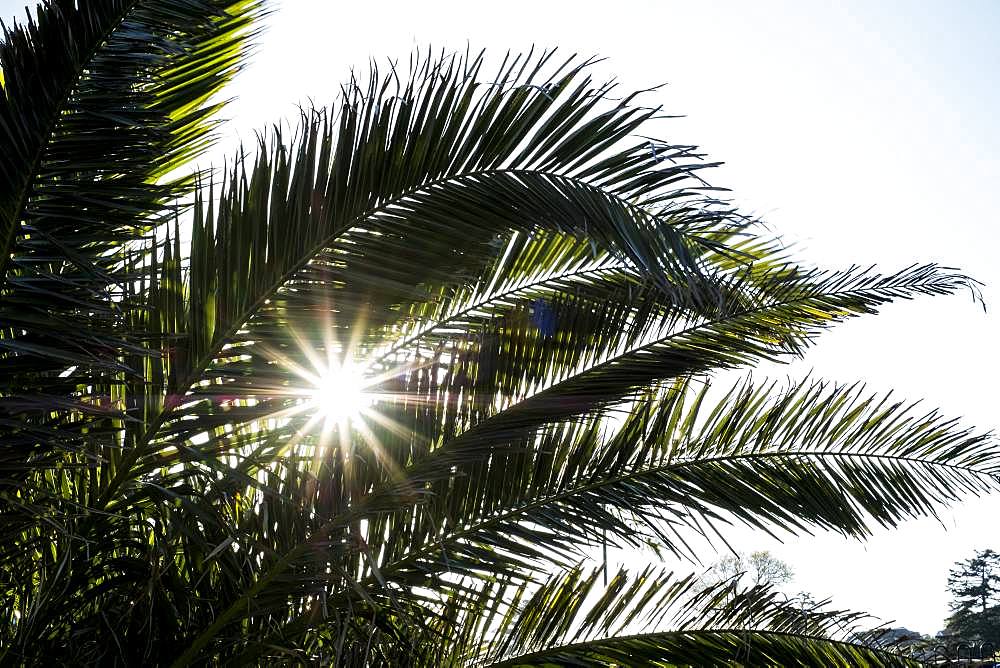 Close up of sunlight filtering through the leaves of a palm tree