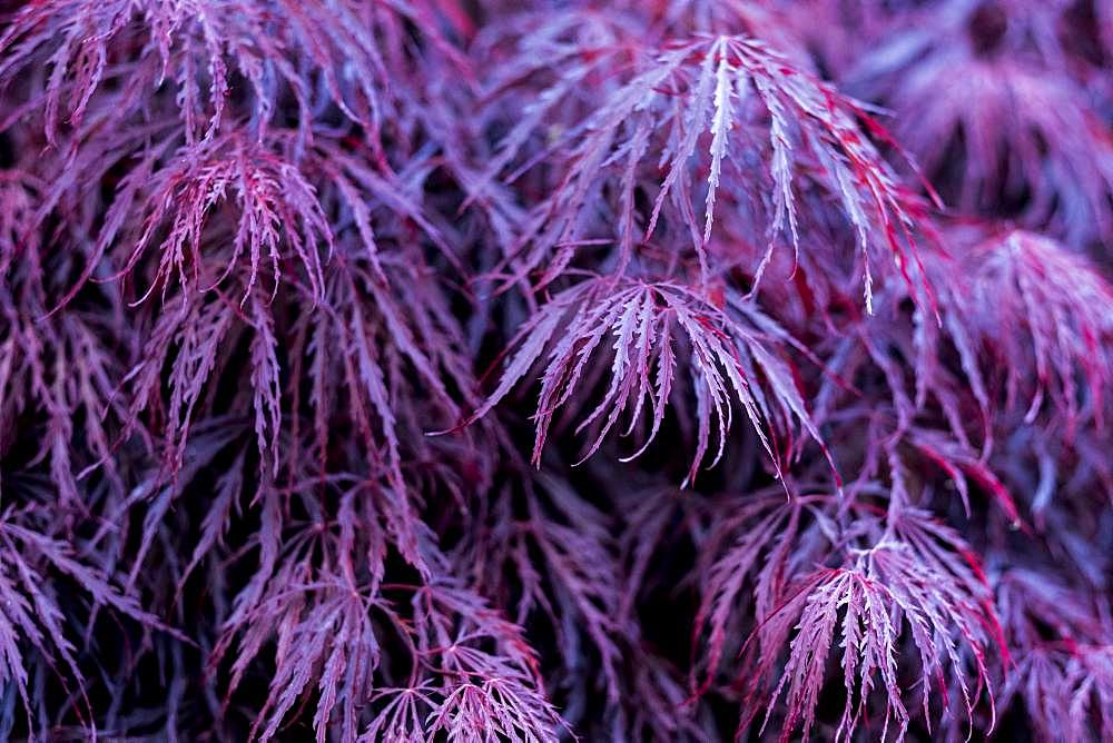 Close up of vibrant purple foliage of a Laceleaf Japanese Maple