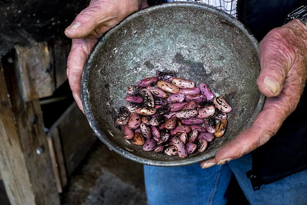 High angle close up of a pair of worn aged male human hands holding grey metal bowl with purple speckled beans, bean seeds