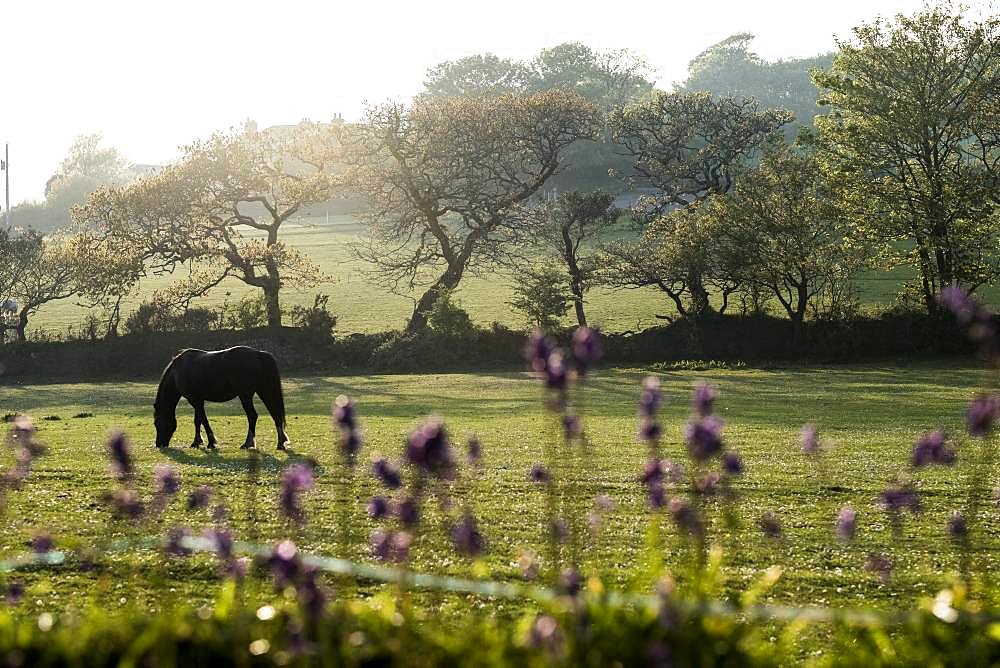 Horse grazing on a paddock with trees and field in the background