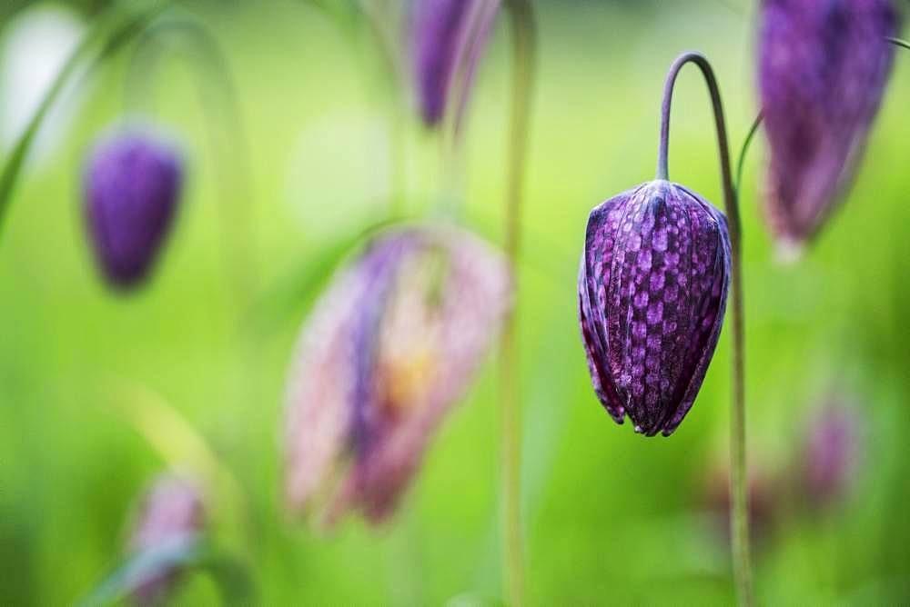 Close up of a delicate purple, checked blossom of a Snake's Head Fritillary on a meadow