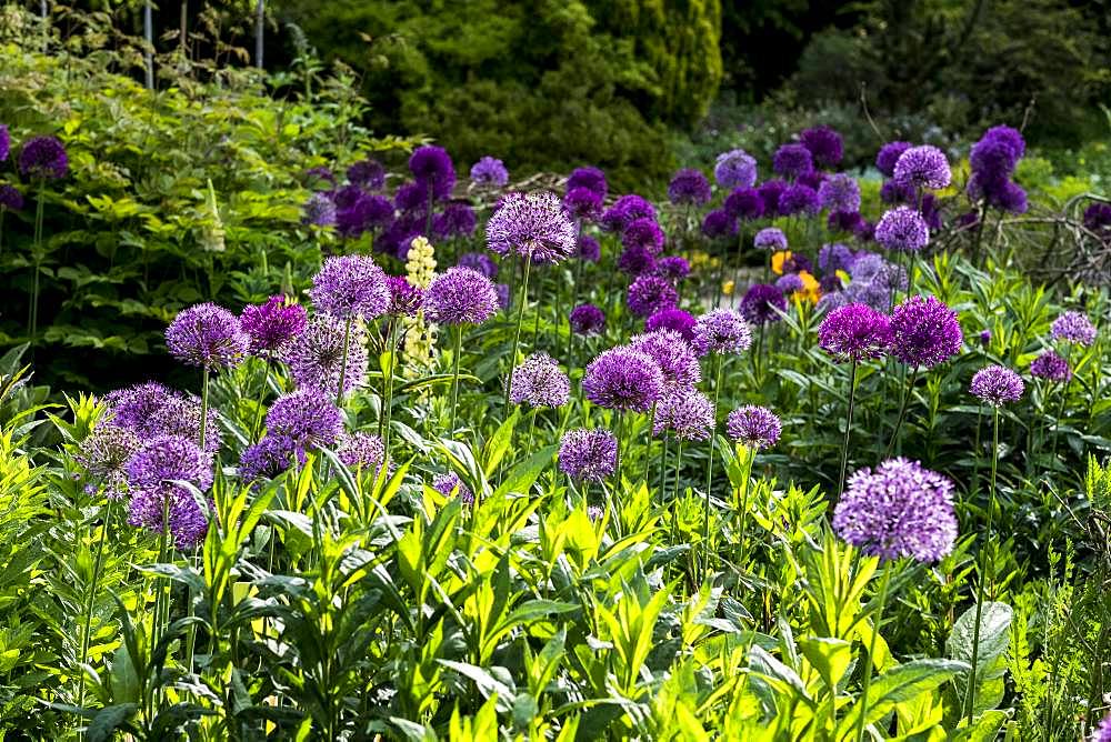 Close up of bed pink and purple Alliums with lush green foliage