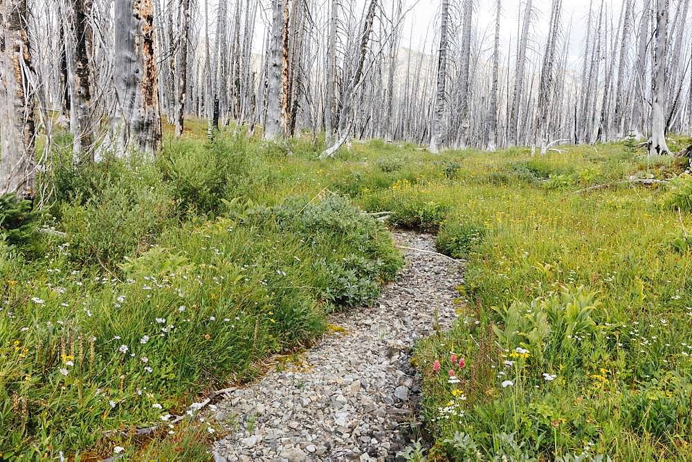 A previously burnt subalpine forest rebounds in summer with lodgepole pine and a variety of wildflowers, yarrow, aster, arnica and corn lily