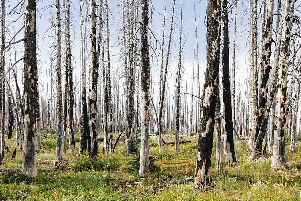 A previously burnt subalpine forest rebounds in summer with lodgepole pine and a variety of wildflowers, yarrow, aster, arnica and corn lily