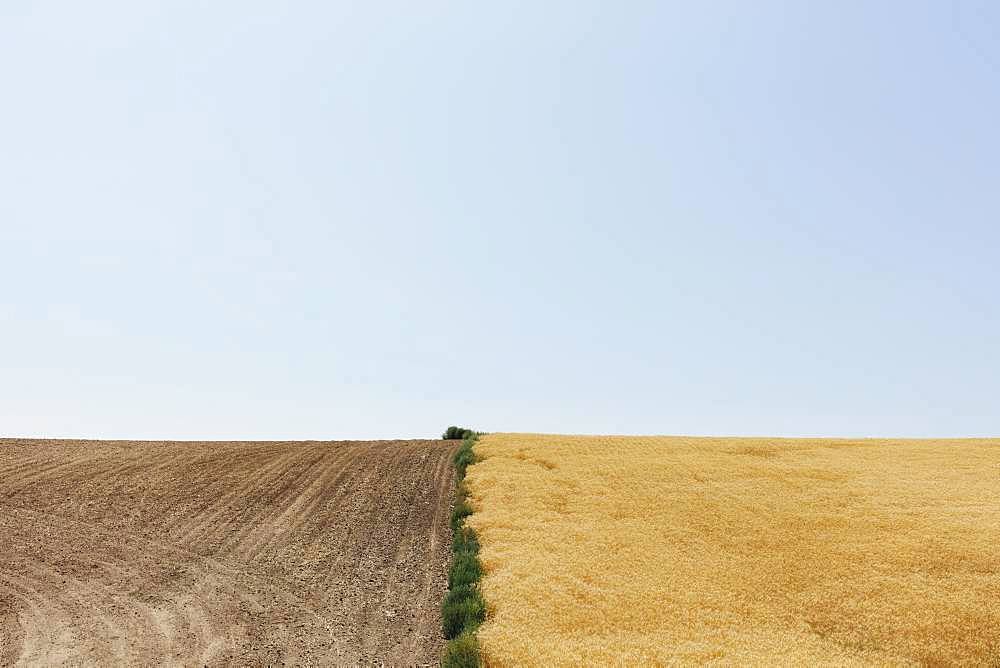 Summer wheat field divided by weeds and harvest half, Whitman County, Palouse, Washington