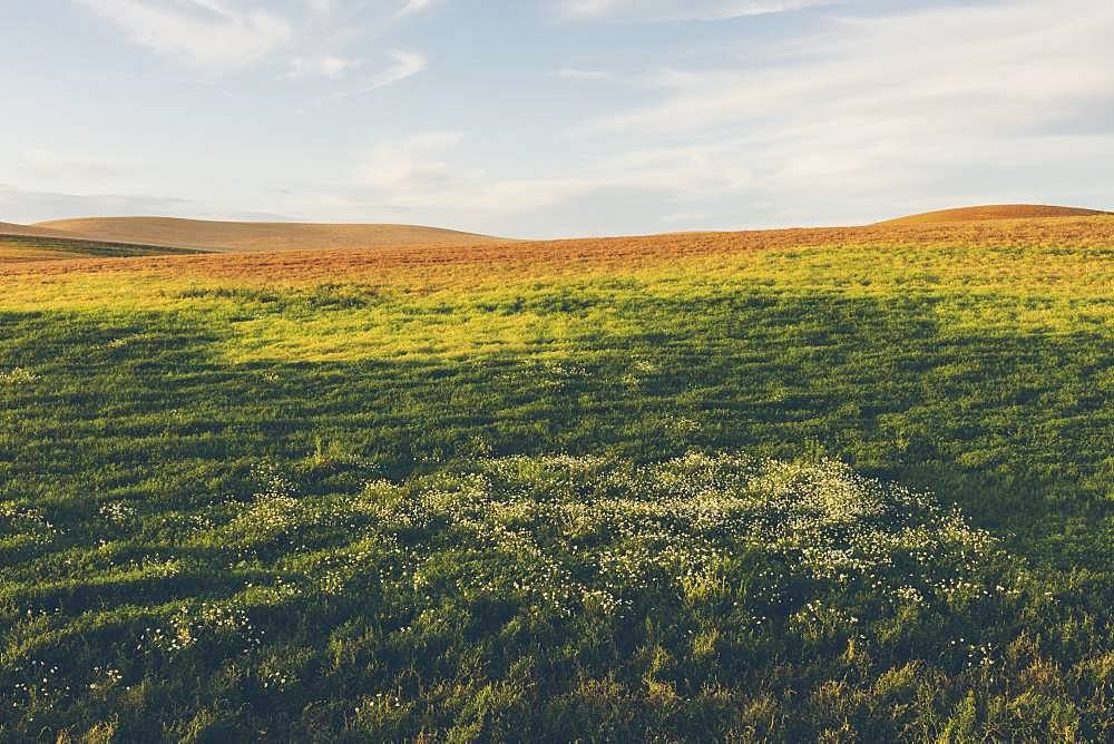 Rolling field of lentils and wheat, daisies in foreground at dusk, Whitman County, Palouse, Washington, United States of America