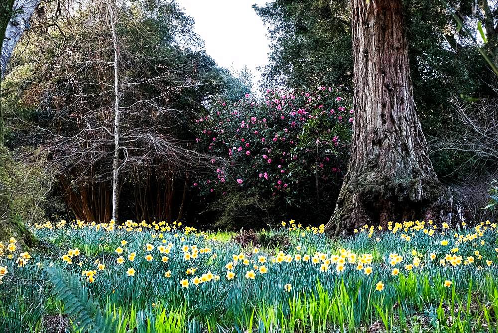 Forest with meadow of daffodils, pink Rhododendron and trees