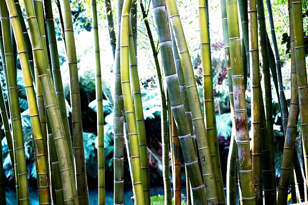 Close up of bamboo stems in a forest