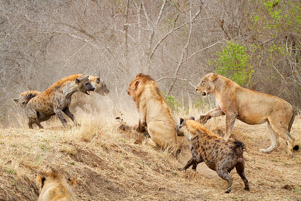 Spotted hyenas, Crocuta crocuta, attacking a pride of lions, Panthera leo, Londolozi Game Reserve, Sabi Sands, Greater Kruger National Park, South Africa