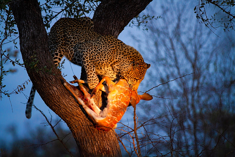 A leopard, Panthera pardus, stands in a tree at night, nyala kill in its mouth, Tragelaphus angasii, lit up by spotlight, Londolozi Game Reserve, Sabi Sands, Greater Kruger National Park, South Africa