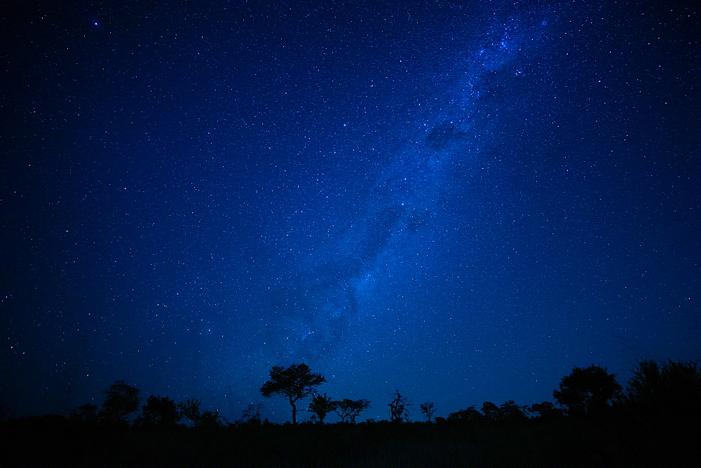 A landscape shot at night, silhouetted trees in the foreground and the Milky Way and stars in the background, Londolozi Game Reserve, Sabi Sands, Greater Kruger National Park, South Africa