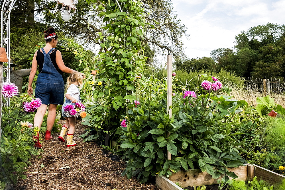 Girl and woman walking through a garden, carrying baskets with pink Dahlias