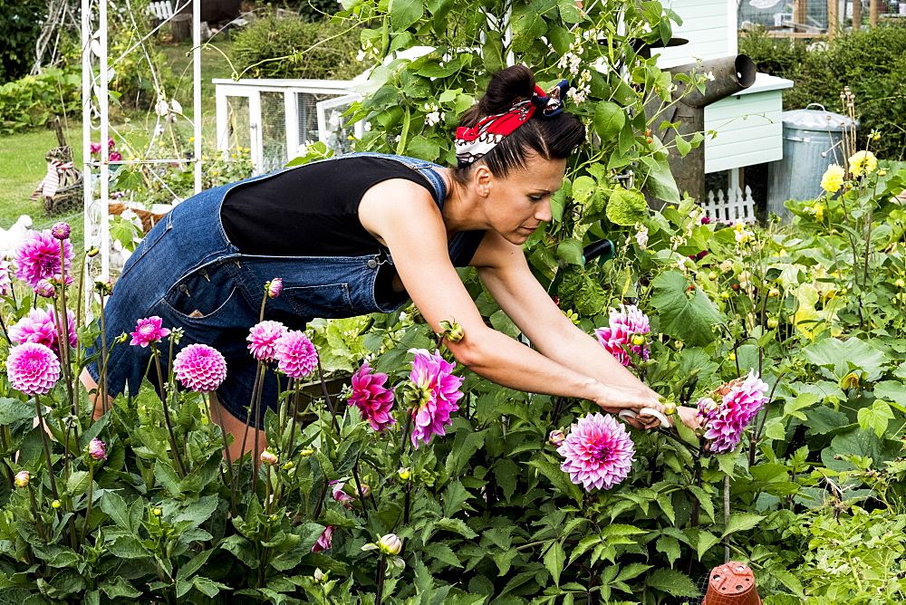 Woman standing in a garden, picking pink Dahlias