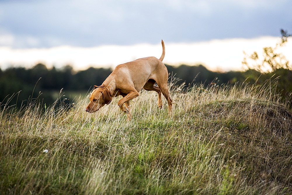 Vizla dog walking on a meadow, sniffing ground