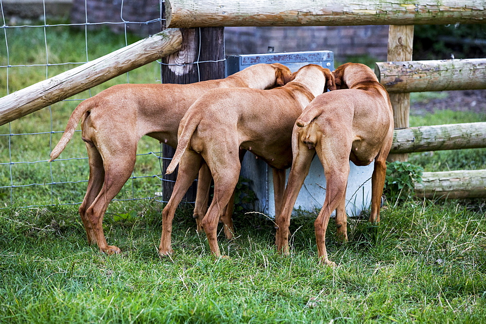 Rear view of three Viszla dogs drinking from a trough