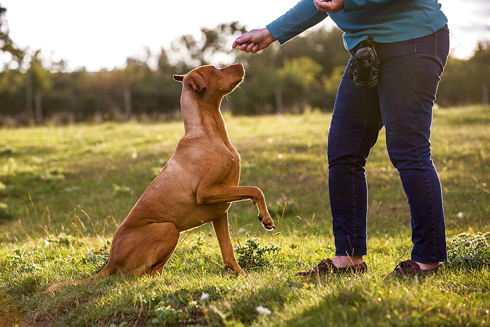 Woman training Vizla dog with a lifted paw sitting in a meadow