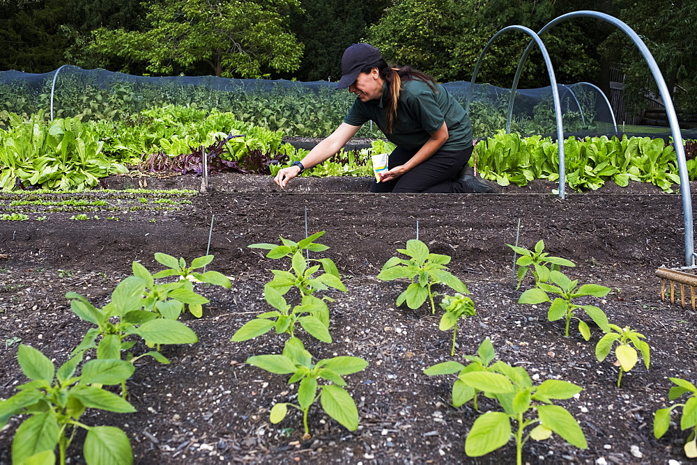 Woman kneeling in a vegetable bed, sowing seeds