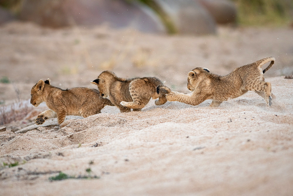 Three lion cubs, Panthera leo, play and chase each other in sand, Londolozi Game Reserve, Sabi Sands, Greater Kruger National Park, South Africa