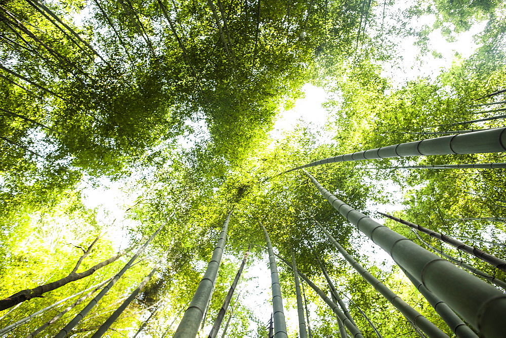 Low angle view of a bamboo forests with lush green canopy, Japan