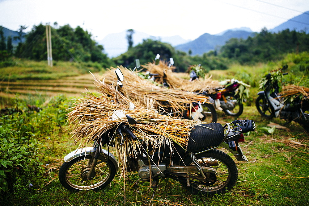 Motorbikes laden with rice stalks in the northern mountains of Vietnam, Vietnam