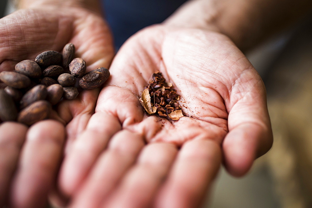 High angle close up hand holding crushed, roasted cocoa bean, Vietnam