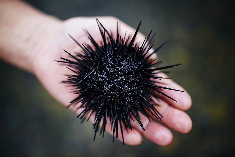 High angle close up of hand holding a fresh uni, sea urchin, Japan