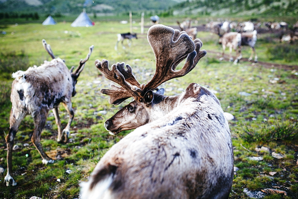 High angle close up of domesticated reindeer grazing near a small rural settlement, Mongolia