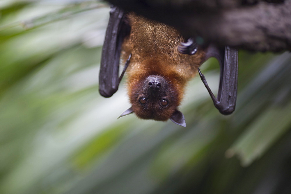 Close up of brown bat hanging upside down from a tree