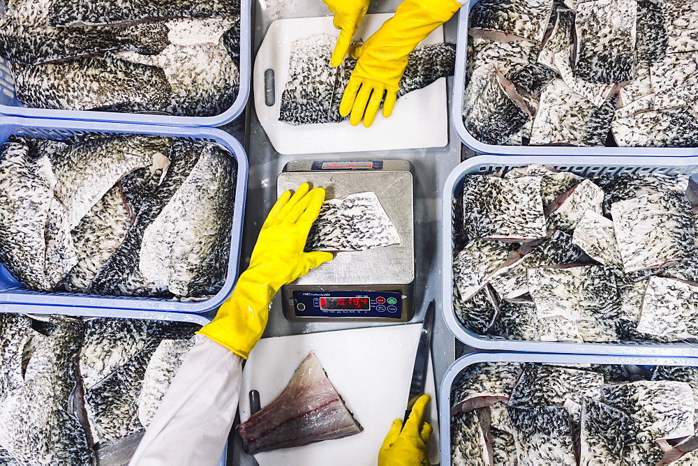 High angle close up of portions of Barramundi ready for packaging, Vietnam