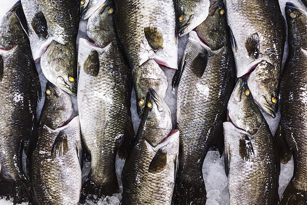 High angle close up of barramundi on ice ready to be cut into portions, Vietnam