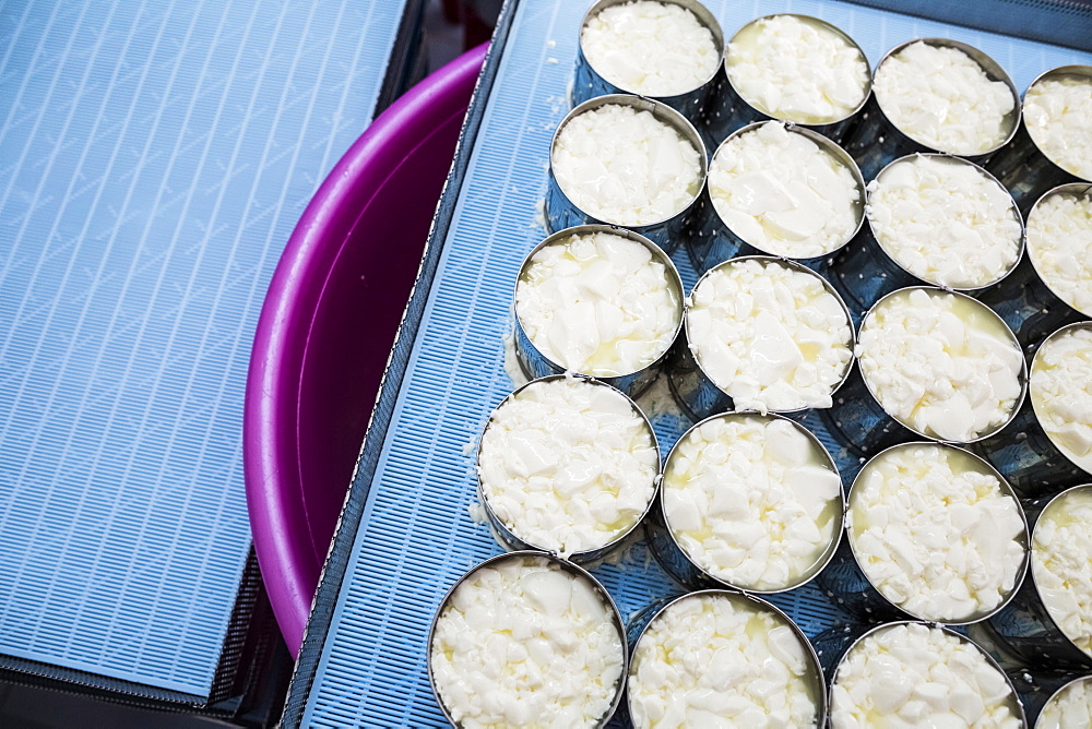 High angle close up of cheese-making, portioning of Camembert cheese into molds, Vietnam