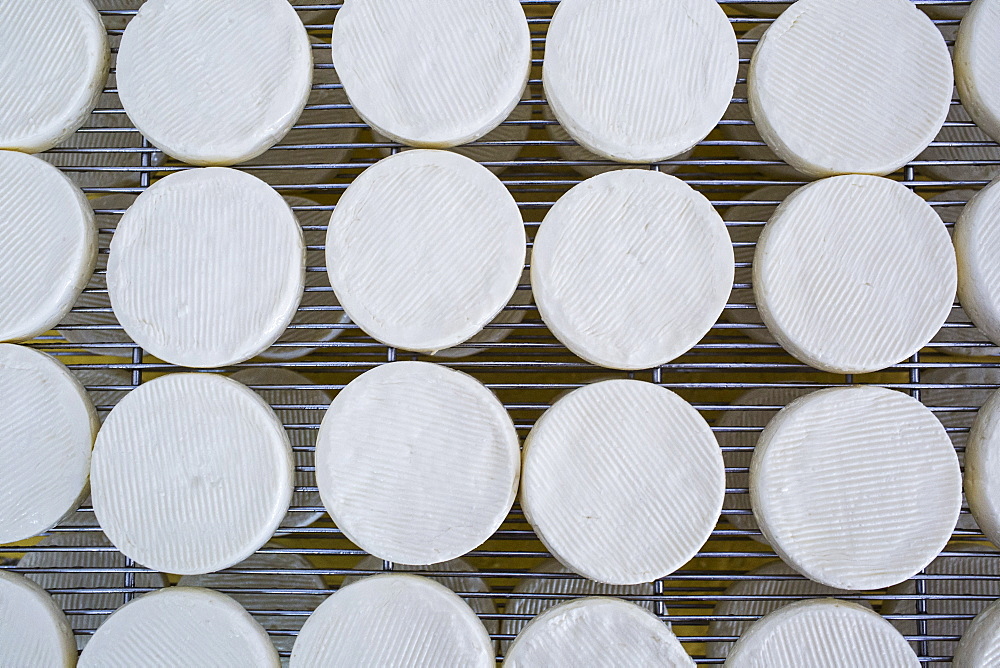 High angle close up of cheese-making, Camembert cheese drying in cool storage on wire racks, Vietnam