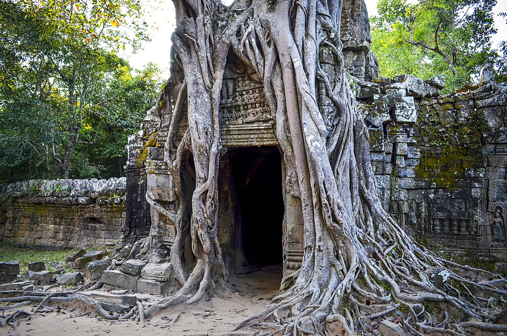 Ankor Wat, a 12th century historic Khmer temple and UNESCO world heritage site. Arches and carved stone with large roots spreading across the stonework, Angkor Wat, Cambodia