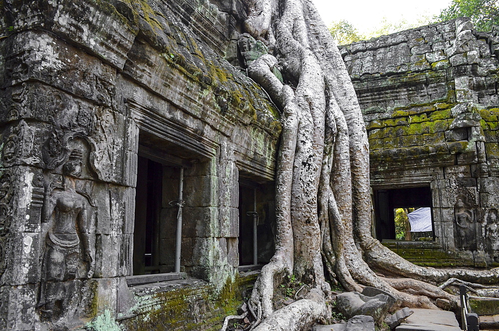 Ankor Wat, a 12th century historic Khmer temple and UNESCO world heritage site. Arches and carved stone with large roots spreading across the stonework, Angkor Wat, Cambodia