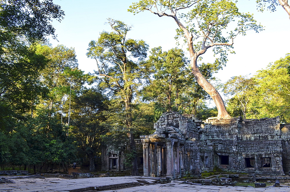 Ankor Wat, a 12th century historic Khmer temple and UNESCO world heritage site. Arches and carved stone with large roots spreading across the stonework, Angkor Wat, Cambodia