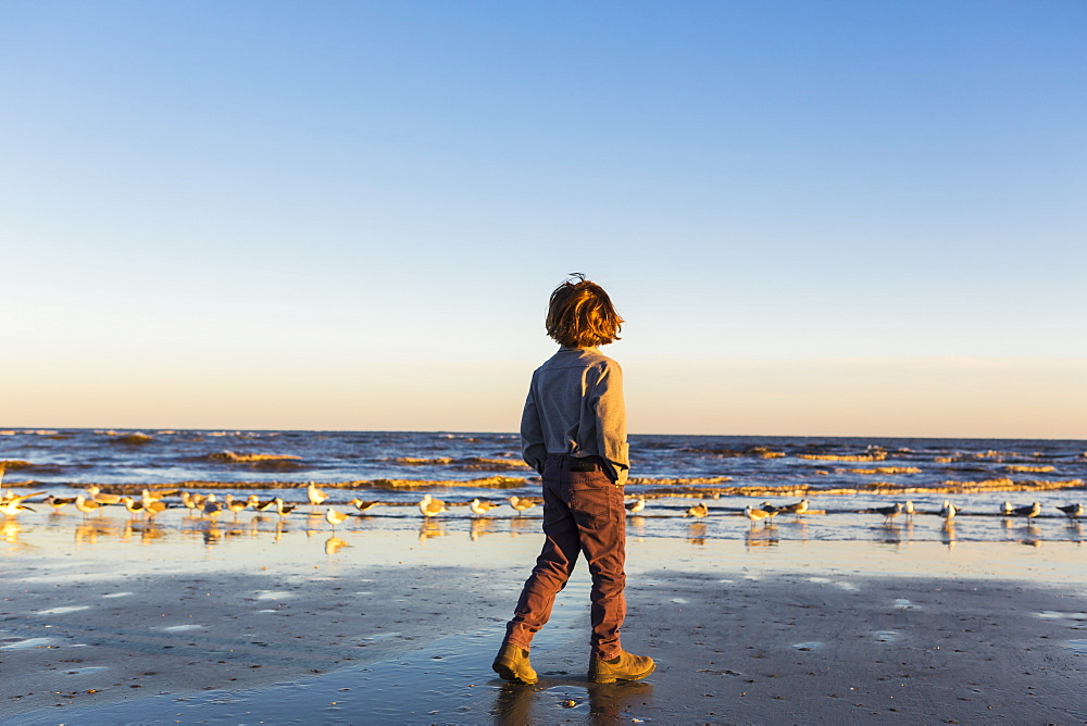 A boy walking on a beach, flock of seagulls on the sand, St Simon's Island, Georgia, United States