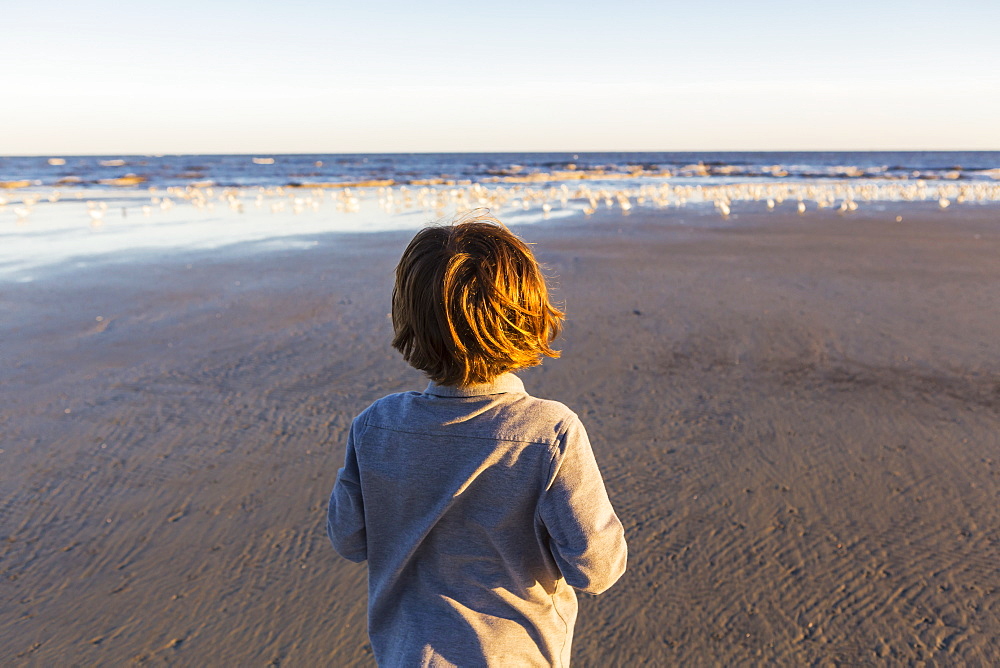 A boy walking on a beach, flock of seagulls on the sand, St Simon's Island, Georgia, United States