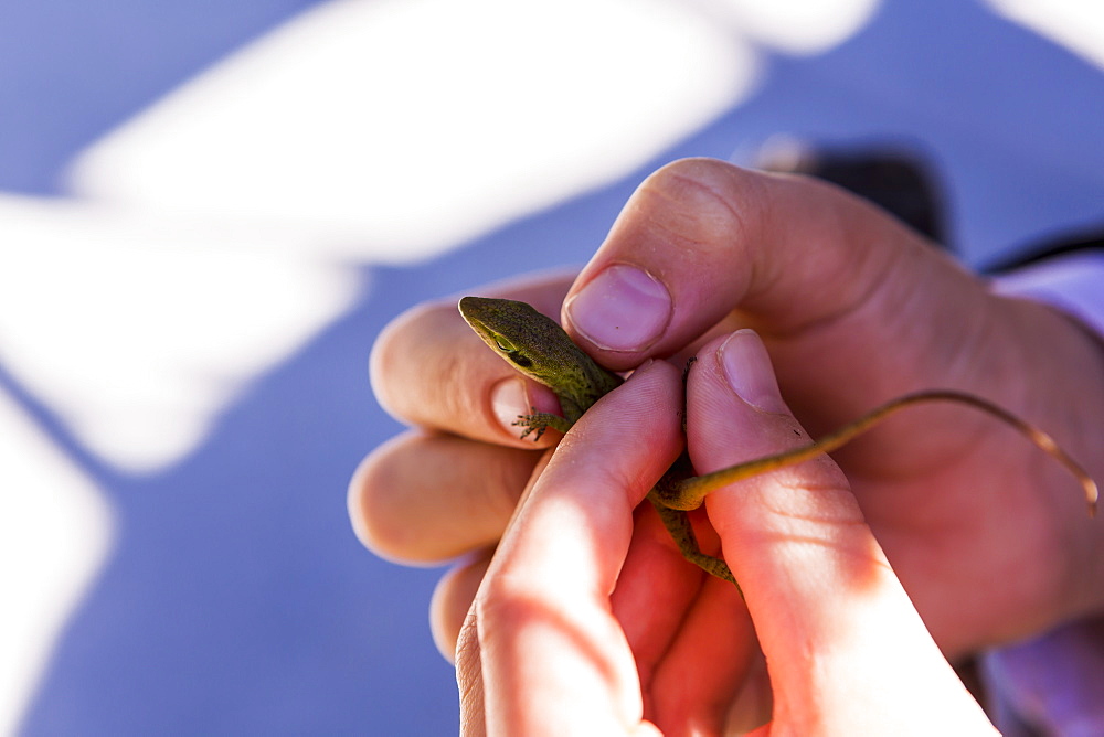 A child's hands holding a small green lizard, St Simon's Island, Georgia, United States