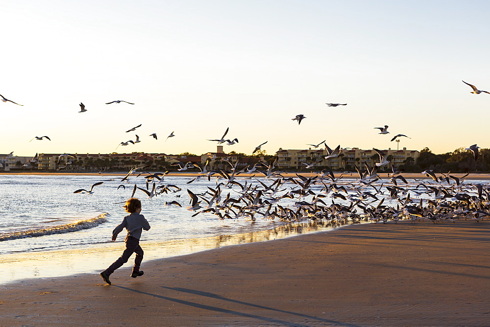 A young boy and a flock of seagulls on a beach, St Simon's Island, Georgia, United States