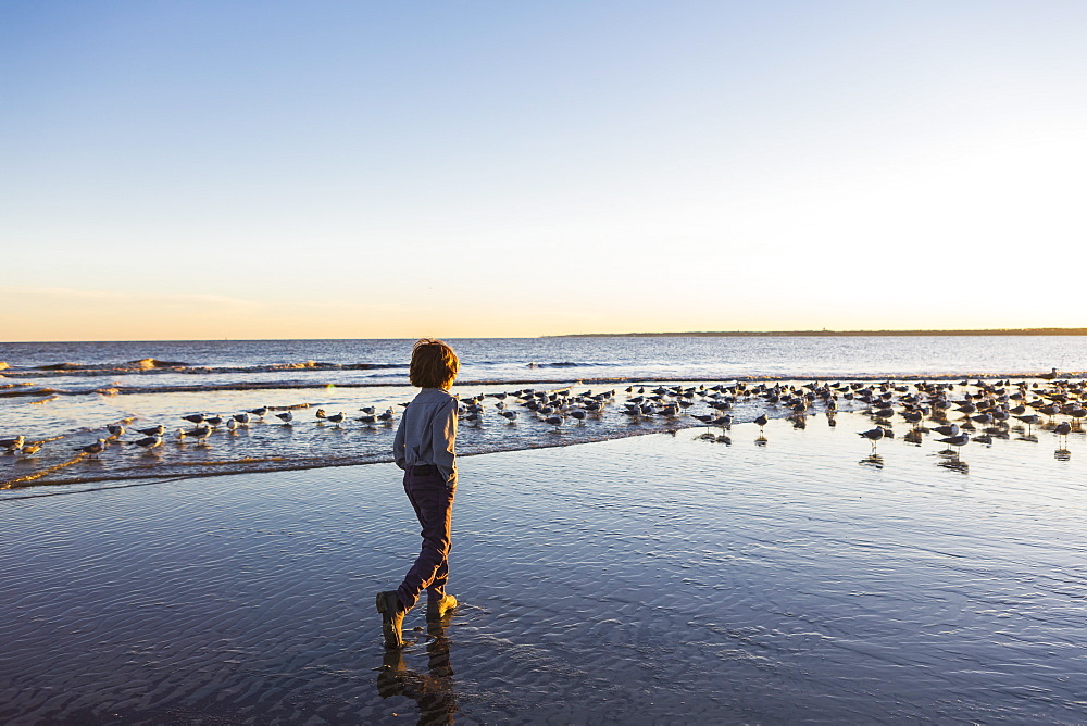 A young boy and a flock of seagulls on a beach, St Simon's Island, Georgia, United States