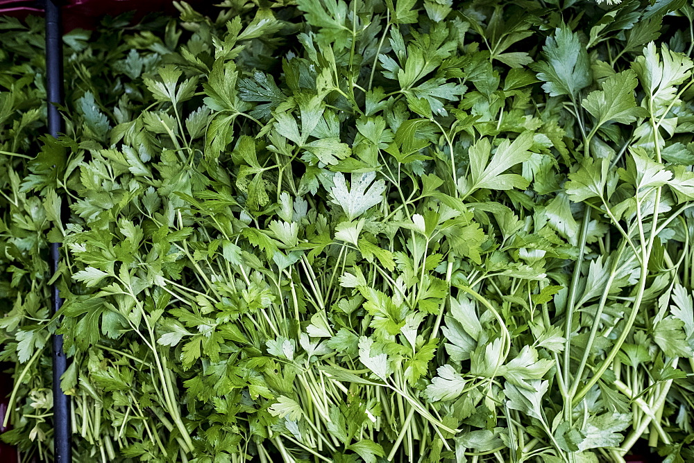 High angle close up of fresh Italian parsley, United Kingdom