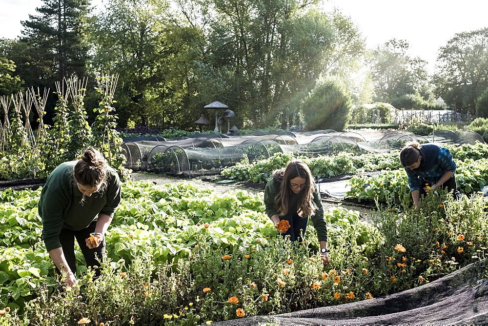 Three gardeners working in a vegetable bed, picking edible flowers, Oxfordshire, United Kingdom