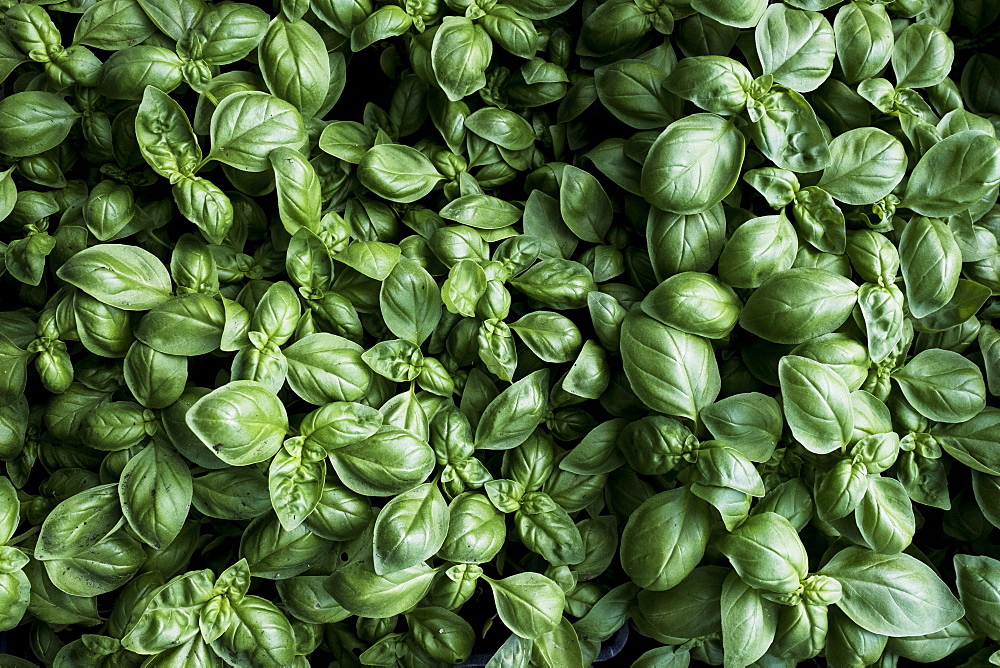 High angle close up of fresh green basil, Oxfordshire, United Kingdom